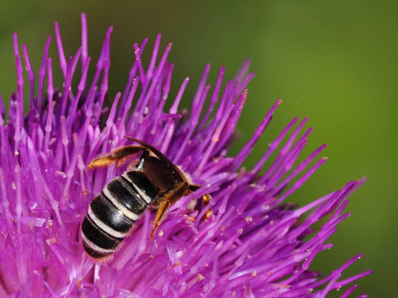 Halictus cfr scabiosae